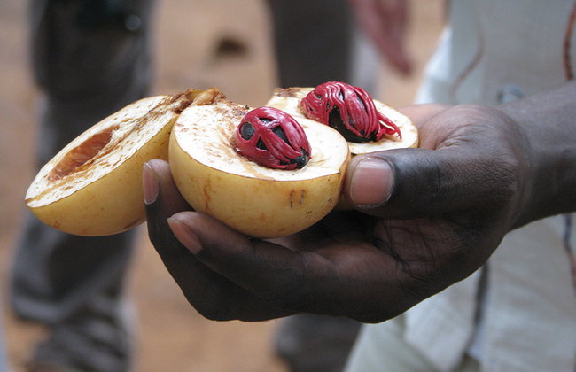 Descubra es especiarias do Zanzibar - Foto 1