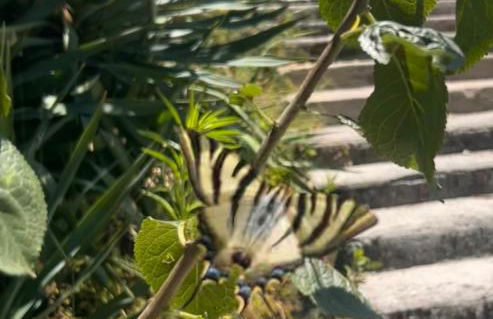 Monkey Tiny Barnhouse with amazing views at ZevariClub! - Foto 66