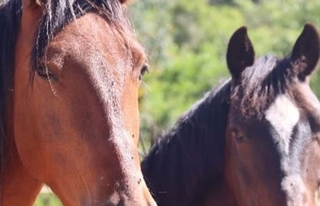 Tiny House & Horses Hébergement Atypique à Loulé - Photo 21