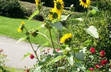 Christianshof - Photo 16