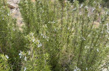 Finca Les Coves - Foto 14