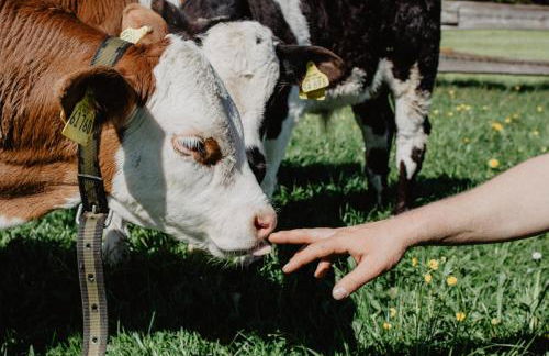 4 Sterne Ferienwohnung Hochries - Foto 26