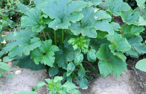 Niriides Studios - Foto 29