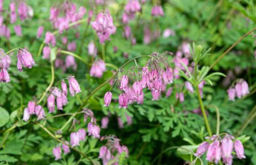 Little How - Foto 28