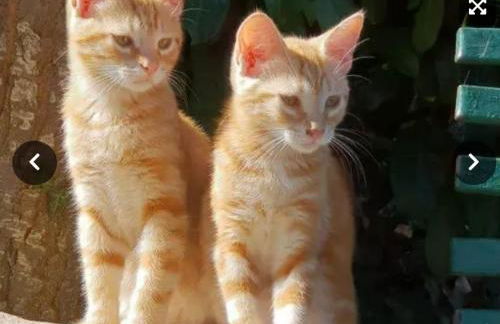 Holiday House Sant'Annunziata - Foto 13