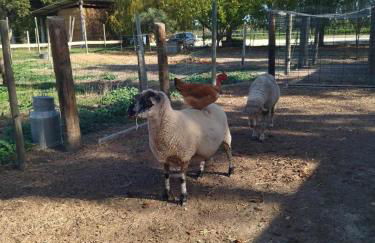 Ecurie Le Pas du Loup - Foto 11