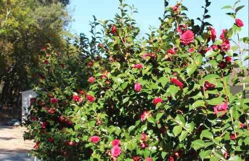 Quinta Do Sobral - Foto 19