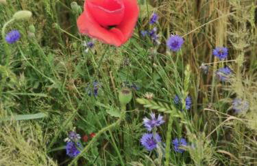 Niebieski Domek - Foto 39