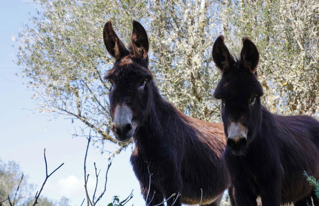 Finca Son Pieras - Foto 60