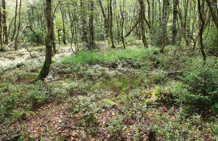 Ferienhaus ROSENHOF Vulkaneifel - Foto 38