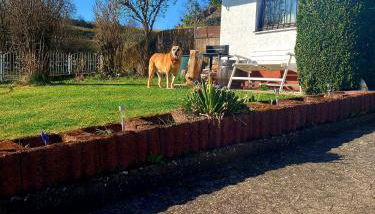 Eifel Urlaub mit Hunden Ferienhaus Schwalbennest Schalkenmehren - Foto 2