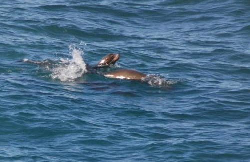 Pacific Bliss Haven - Photo 39