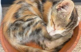 Arca dos Animais - Farming & SPA - Foto 65