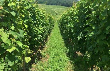 Gites Thirion - Foto 18