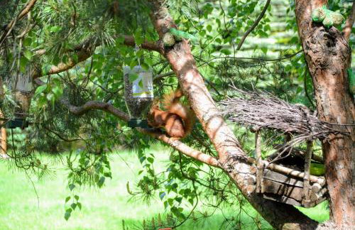 Uroczysko Lubiaszów - Foto 27