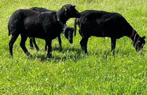 Öko-Fachwerkhaus am Schwarzwald - Foto 12