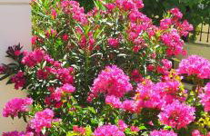 Ilida Kourouta Studios - Foto 22