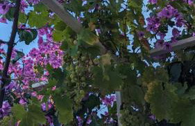 Paradies Apartments Prizba - Foto 31