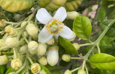 Verde Oliva Residence - Foto 39