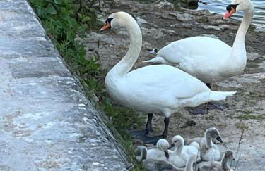 la Belle Seine - Foto 20