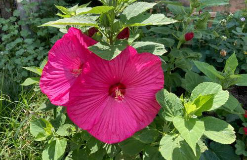 Historic cabin off I-77, views, antiques, Wi-fi, wonderful experience for 2! - Foto 48