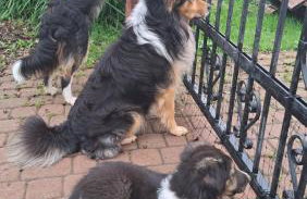 Dolina Miodu - Agro Kaszuby, Sauna, Balia - Foto 38