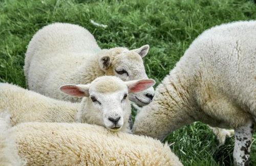 Street House Farm Cottage - Foto 30