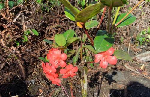 Exotic Garden cottage at amazing volcano fissure - Foto 51
