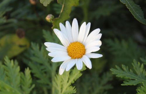 Casa de Tapadeiro - Foto 51