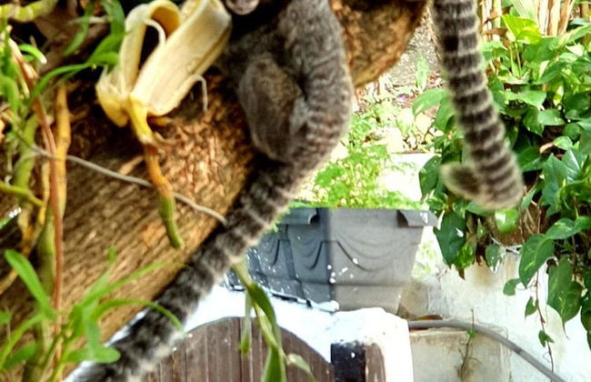 Andorinhas - Foto 22