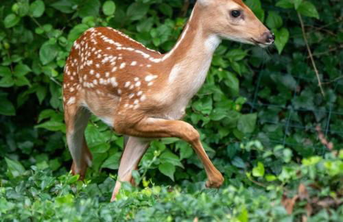 Villa on the Potomac 2BR Villa - Foto 16