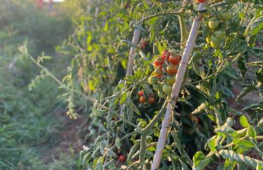 dalla campagna al mare - Foto 29