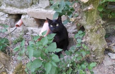 SO MAGIC - La casa nel bosco - Foto 64