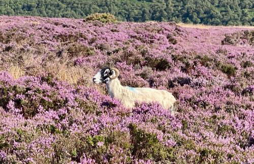 Grove House Levisham - Foto 22