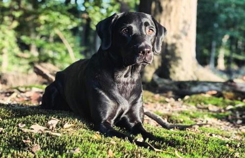 Vinkennest am Diemelsee - Sonnenweg 44 1 VN - Foto 13