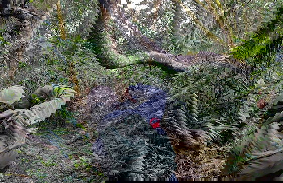 Campos de Oro Wilderness Lodge - Photo 39