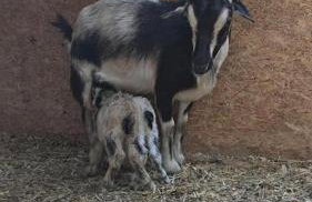 Remote Mountain A-Frame with BBQ Perfect for Nature Lovers in West Virginia - Foto 33