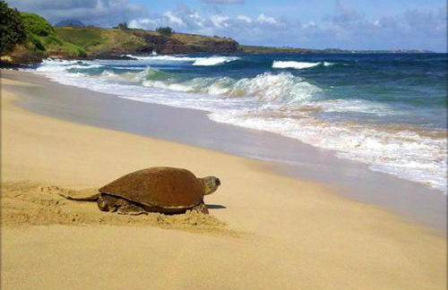 Kiahuna Paradise at Poipu beach, newly remodeled - Foto 25