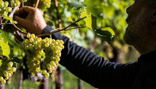 Grottnerhof - Foto 3, Garden