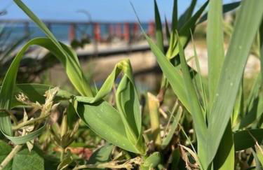 Casabel Beach Villa Playa Alicate Marbella - Photo 43