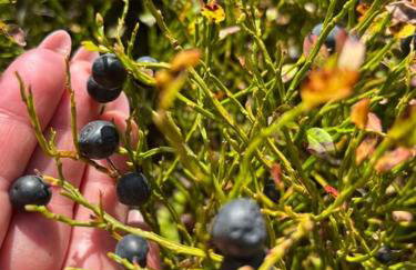 Chata pod lasem z balią i sauną - Foto 33