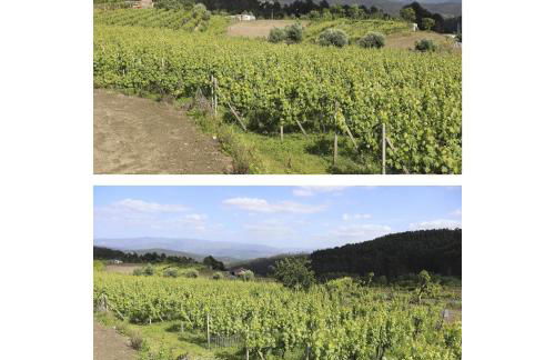 CASA DO LAGAR - Foto 28