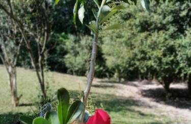 SÍTIO CONQUISTA FELIZ - Foto 27