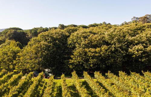 Wine Tourism - Quinta do Ameal - Foto 21