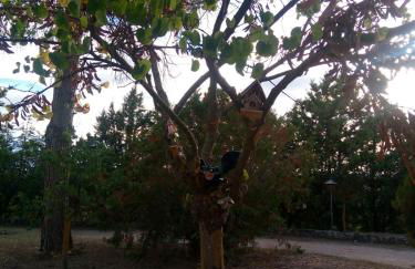 Los Tobares - Foto 34