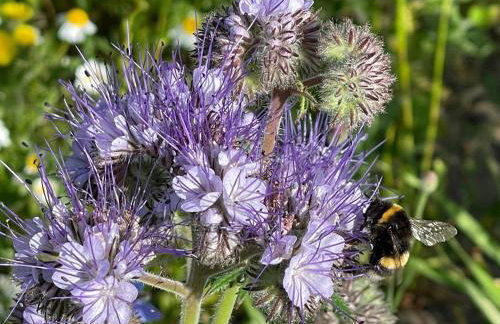The Bearded Goat Den - A rural retreat at this modern holiday cottage - Foto 25