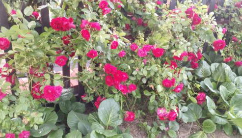 Apartamenty Warka - Photo 4