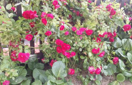 Apartamenty Warka - Foto 4