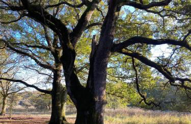 Cabane Alizée, Vensac Océan, Montalivet - Foto 40