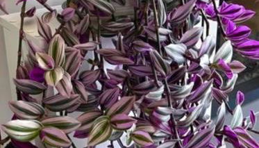 Tsirigotis Garden - Foto 5